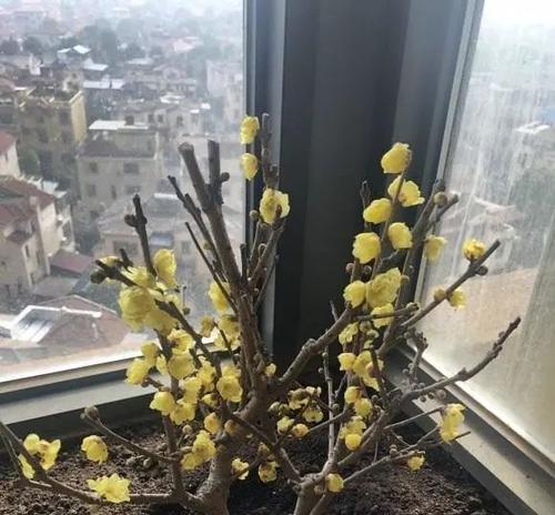 盆栽腊梅好养吗？养殖方法和注意事项有哪些？