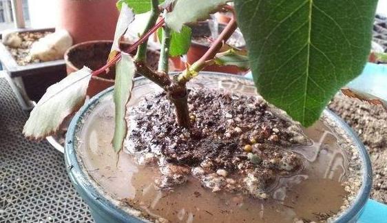 盆栽蓝莓浇水方法是什么？多久浇一次水合适？