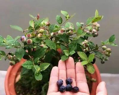 盆栽蓝莓浇水方法是什么？多久浇一次水合适？