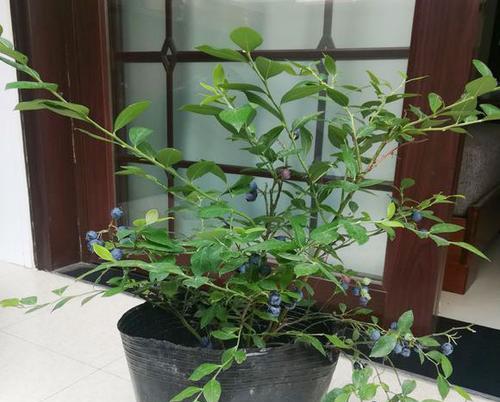 盆栽蓝莓修剪方法是什么？如何正确修剪盆栽蓝莓？