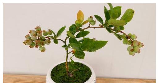 盆栽蓝莓修剪方法是什么？如何正确修剪盆栽蓝莓？