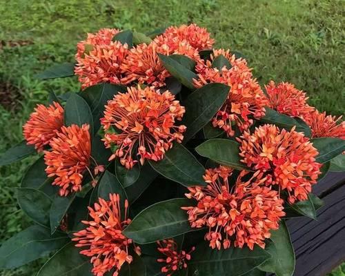 盆栽龙船花浇水方法是什么？多久浇一次水合适？