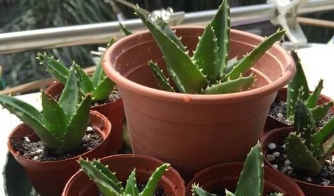 盆栽芦荟多久浇水一次？如何判断土壤湿度？