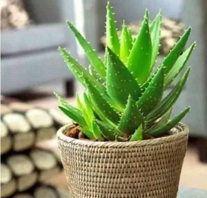 盆栽芦荟多久浇水一次？如何判断土壤湿度？