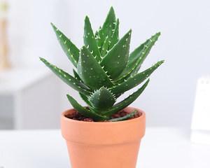 盆栽芦荟怎么养才能更旺盛？有哪些技巧和注意事项？