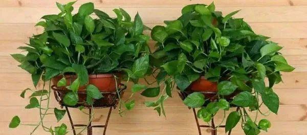 盆栽绿萝修剪方法是什么？如何正确修剪绿萝？