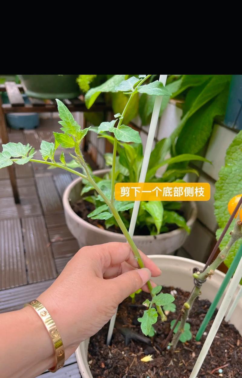 苗木扦插的可行性如何？技术要点有哪些？