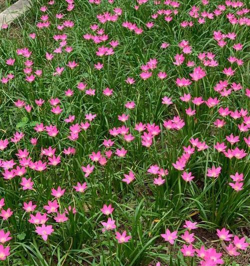 夏日盛开的花卉有哪些？如何进行花卉盘点？
