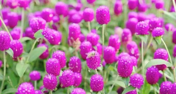 夏日盛开的花卉有哪些？如何进行花卉盘点？