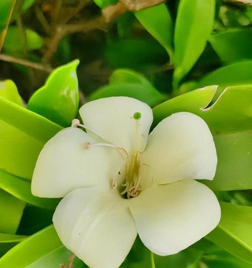 非洲茉莉如何养殖？养殖方法有哪些？
