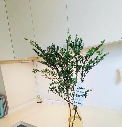 绿植室内素材有哪些？如何选择？