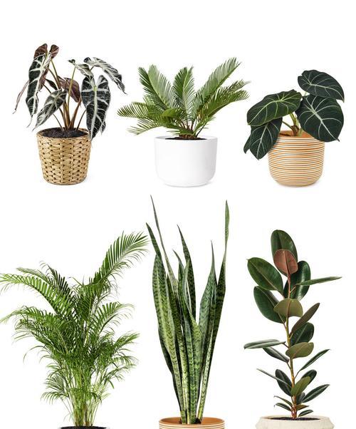 绿植室内素材有哪些？如何选择？