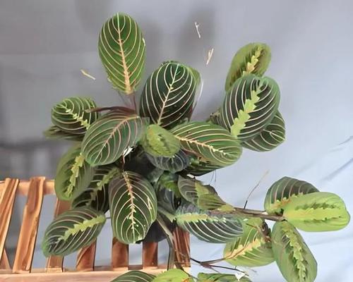 绿植室内素材有哪些？如何选择？