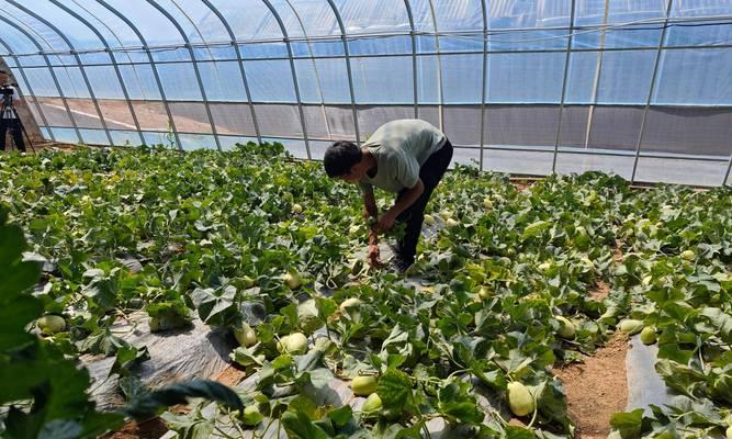 蔬菜水果的种植时间是什么？高效栽培方法有哪些？