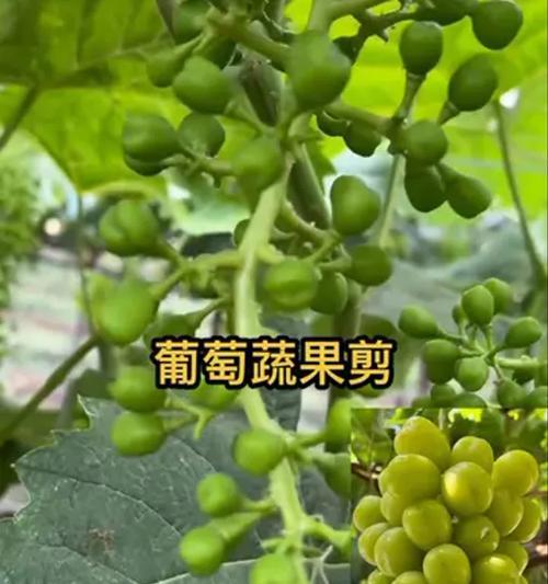 蔬菜水果的种植时间是什么？高效栽培方法有哪些？