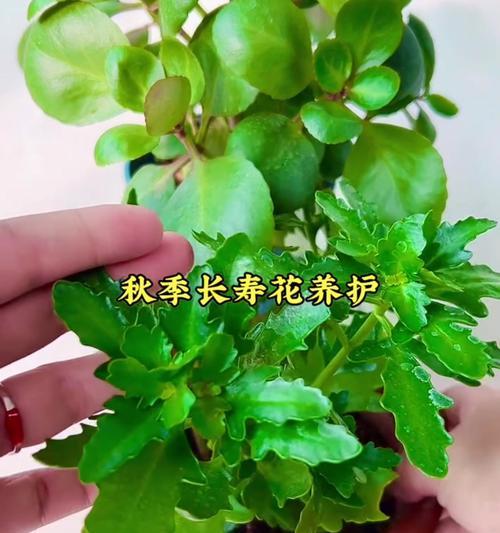 长寿花的养护攻略是什么？如何进行养护？