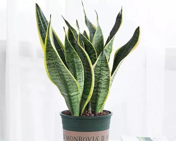 虎皮兰的常见品种有哪些？如何养好虎皮兰？