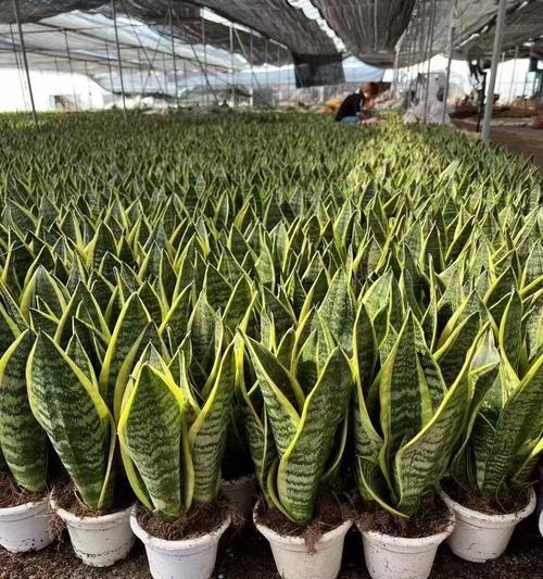 虎皮兰的常见品种有哪些？如何养好虎皮兰？