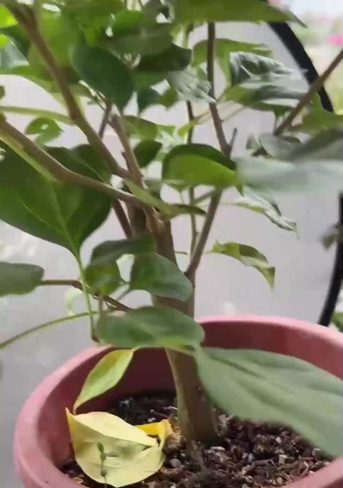 长寿花开败后如何扦插？一盆如何变五盆？