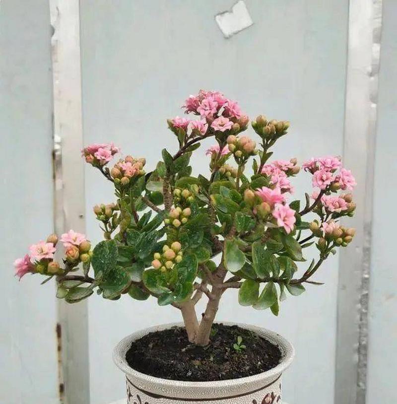 长寿花的养护技巧是什么？它的魅力在哪里？
