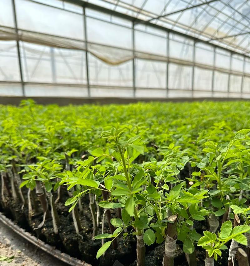 如何正确种植送来的玫瑰花？