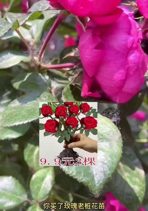 如何正确种植送来的玫瑰花？