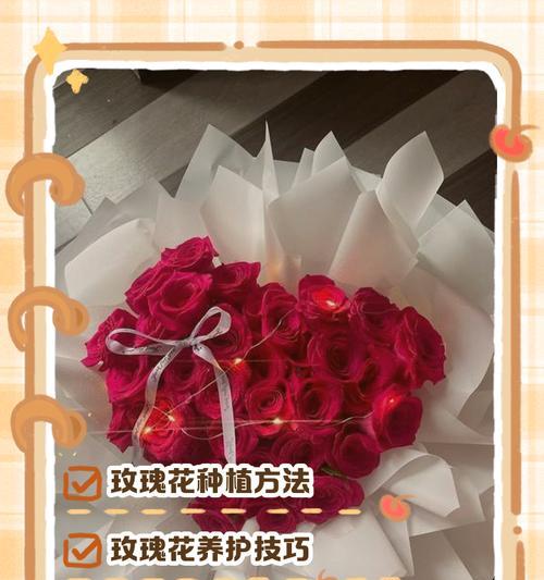 如何正确种植送来的玫瑰花？