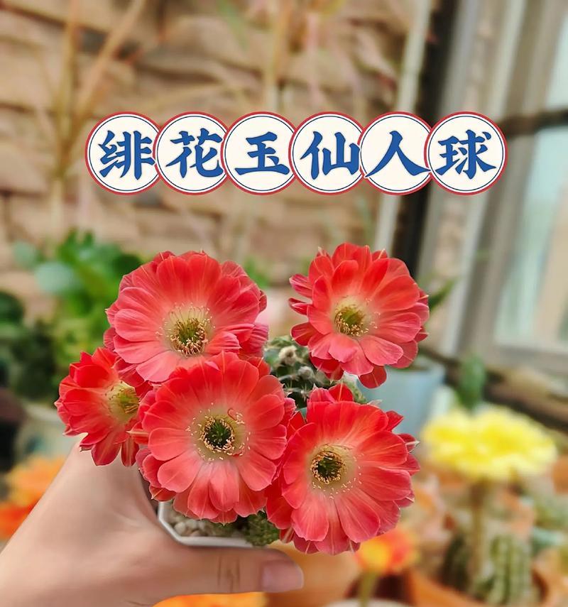 暗红色仙人球有哪些品种？