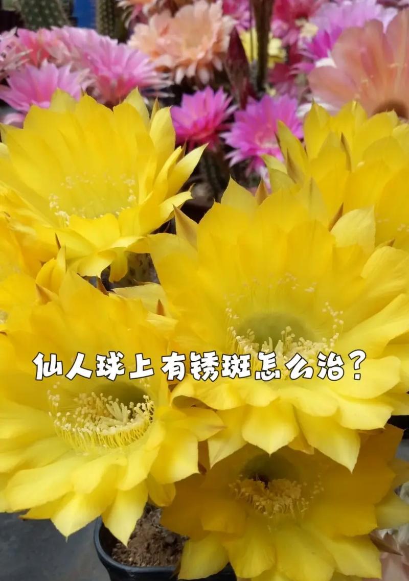 买的仙人球如何正确种植？