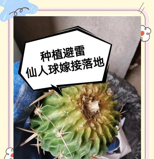 买的仙人球如何正确种植？