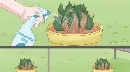剪下的仙人掌如何栽种才能成活？