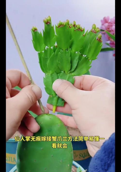 剪下的仙人掌如何栽种才能成活？