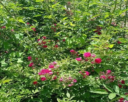 沭阳地区种植玫瑰花需要多少亩地？