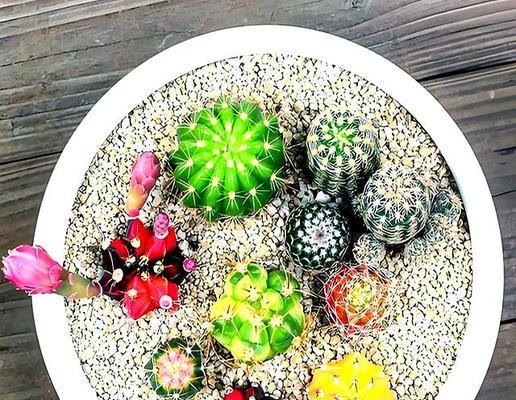 仙人球烂根后哪个季节适合重新种植？