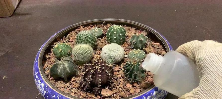 仙人球烂根后哪个季节适合重新种植？