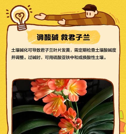 君子兰叶子不停生长怎么办？