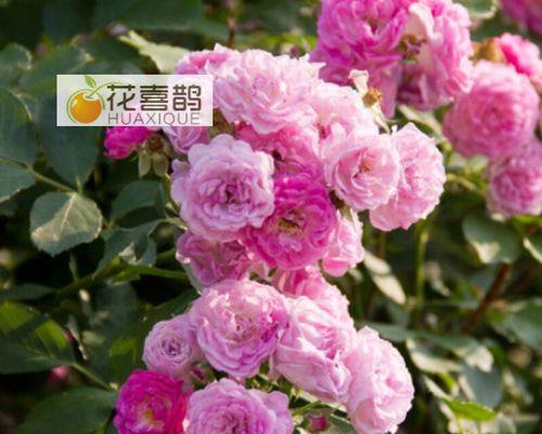 玫瑰花藤蔓如何养护才能爬墙？