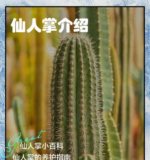 火罗岛仙人掌的种植方法是什么？