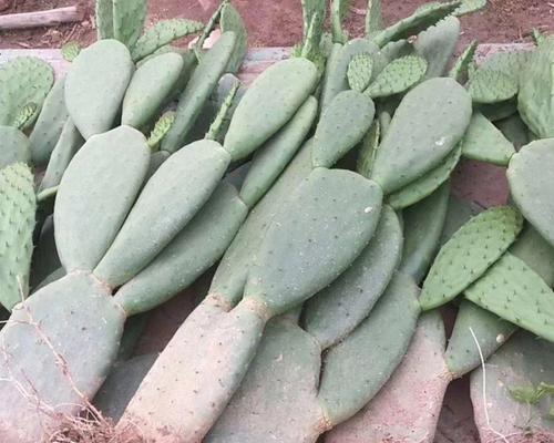 火罗岛仙人掌的种植方法是什么？