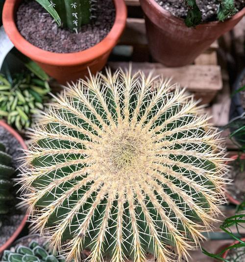 火罗岛仙人掌的种植方法是什么？