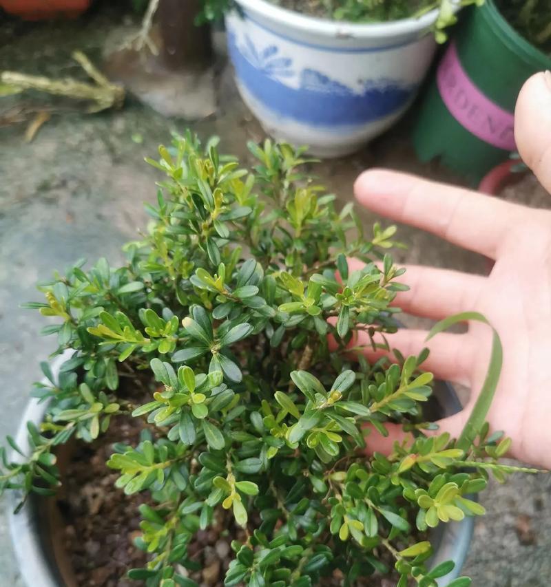 黄果仙人掌盆栽的养护技巧有哪些？