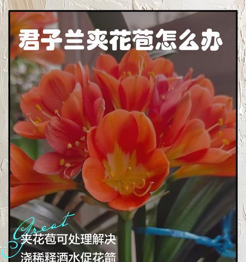 大花君子兰带花苞是什么原因？