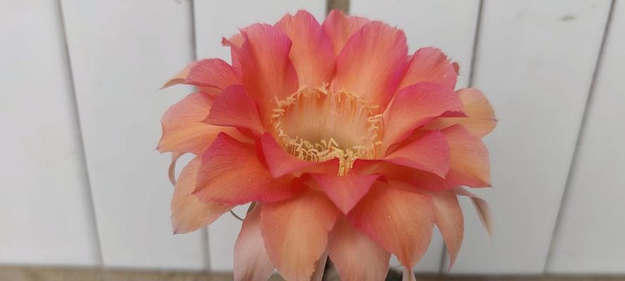 彩草白花仙人球能开花吗？如何养护？