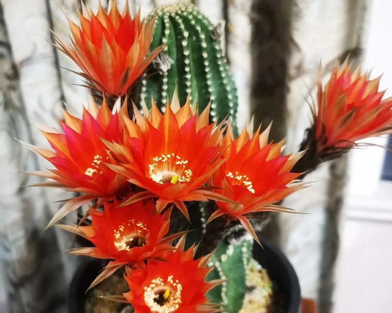 彩草白花仙人球能开花吗？如何养护？
