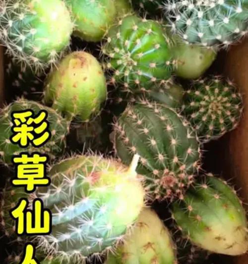 彩草白花仙人球能开花吗？如何养护？