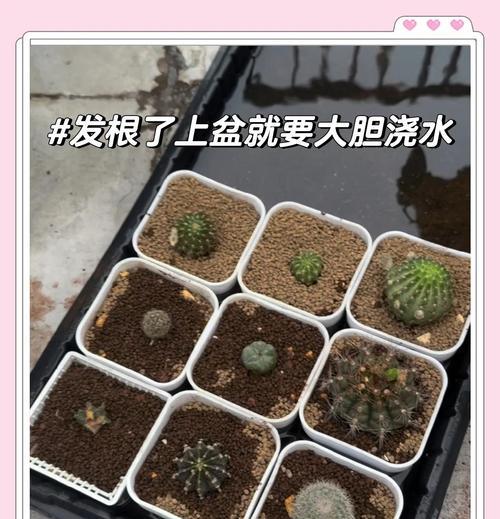 圆球仙人掌的养护和浇水方法是什么？