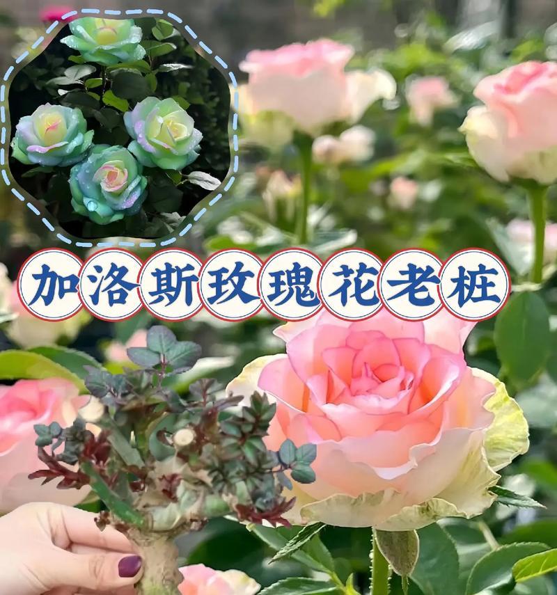 栽种好的玫瑰花应该如何处理？