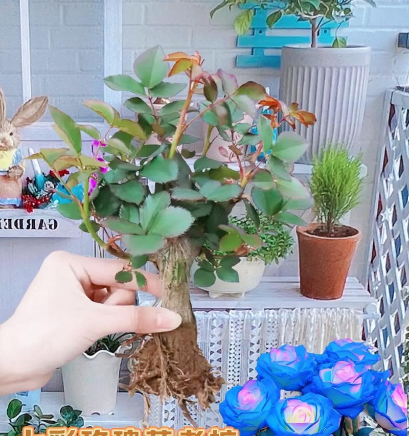 栽种好的玫瑰花应该如何处理？