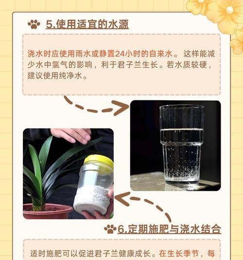 君子兰石油花的养护和浇水技巧是什么？