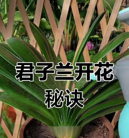 君子兰不开花？可能的原因和解决方法是什么？